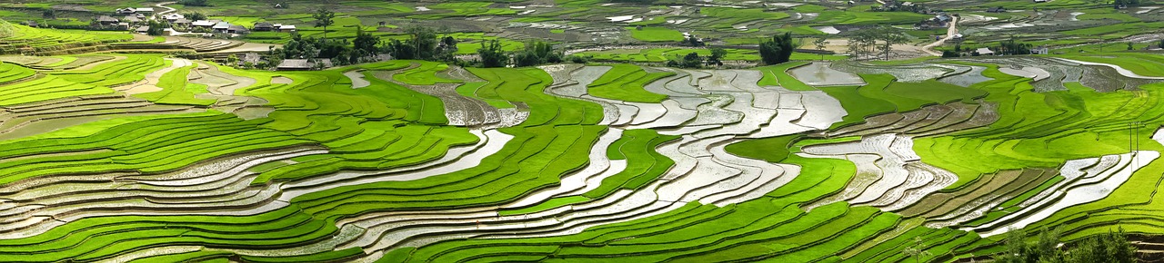 Best Eco-Farming Techniques to Maximize Crop Yield